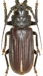 Macrotomini (Platygnathina)